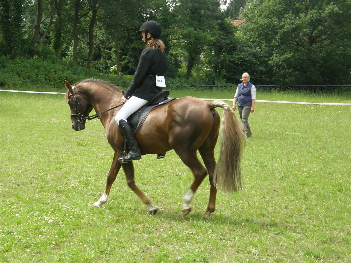 Engelsk rideklasse til Welsh Show billede 13