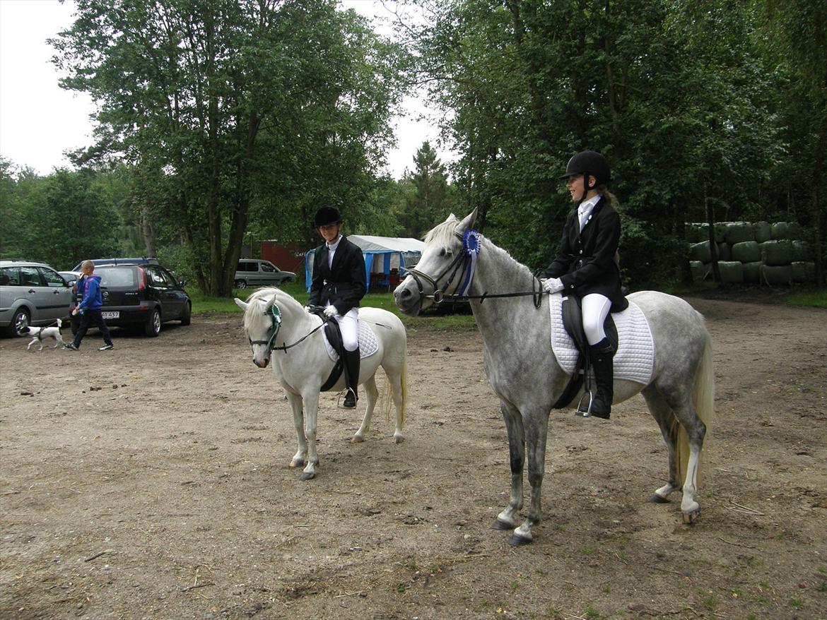 Engelsk rideklasse til Welsh Show billede 14