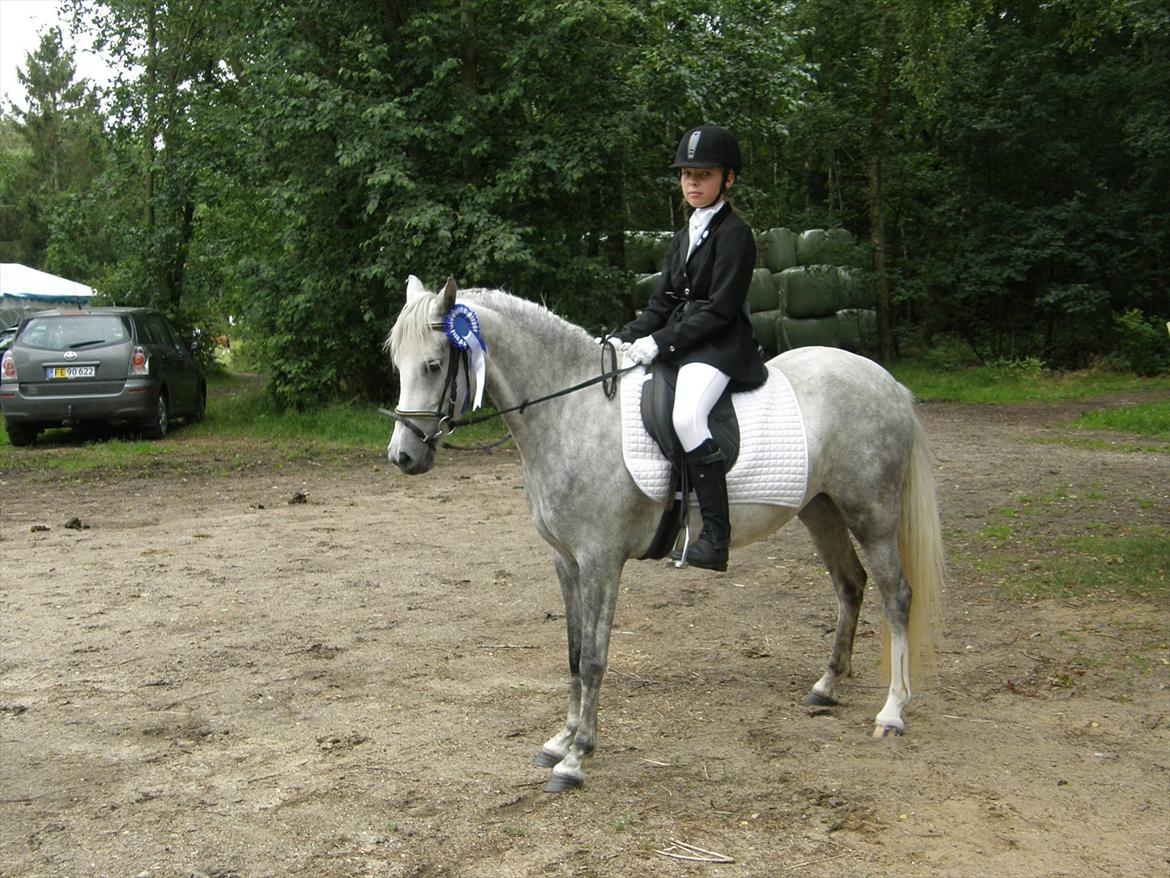 Engelsk rideklasse til Welsh Show billede 15