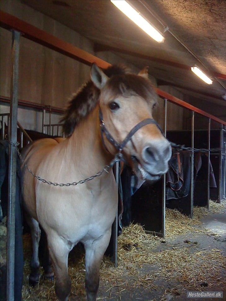 Tegninger :D   - Det originale billede :) - Lion billede 305