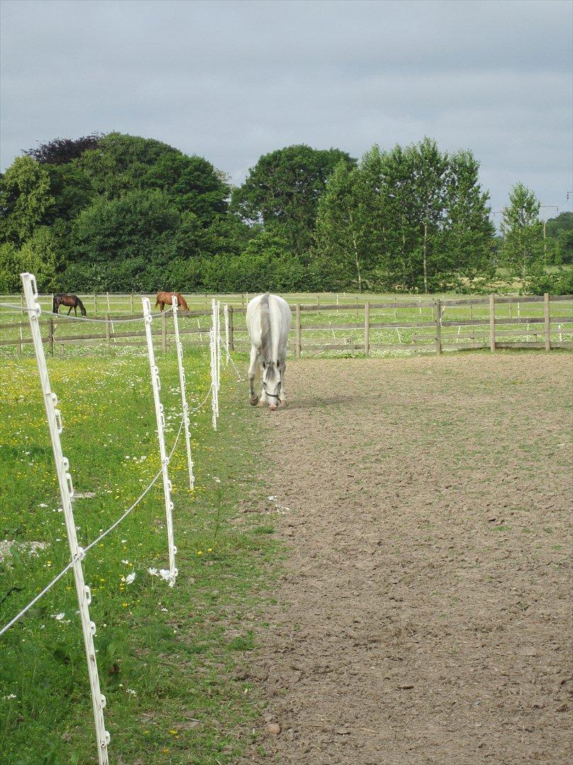 Ridelejr 2011 - Tina Lund - Op og hente basse!! :D billede 4