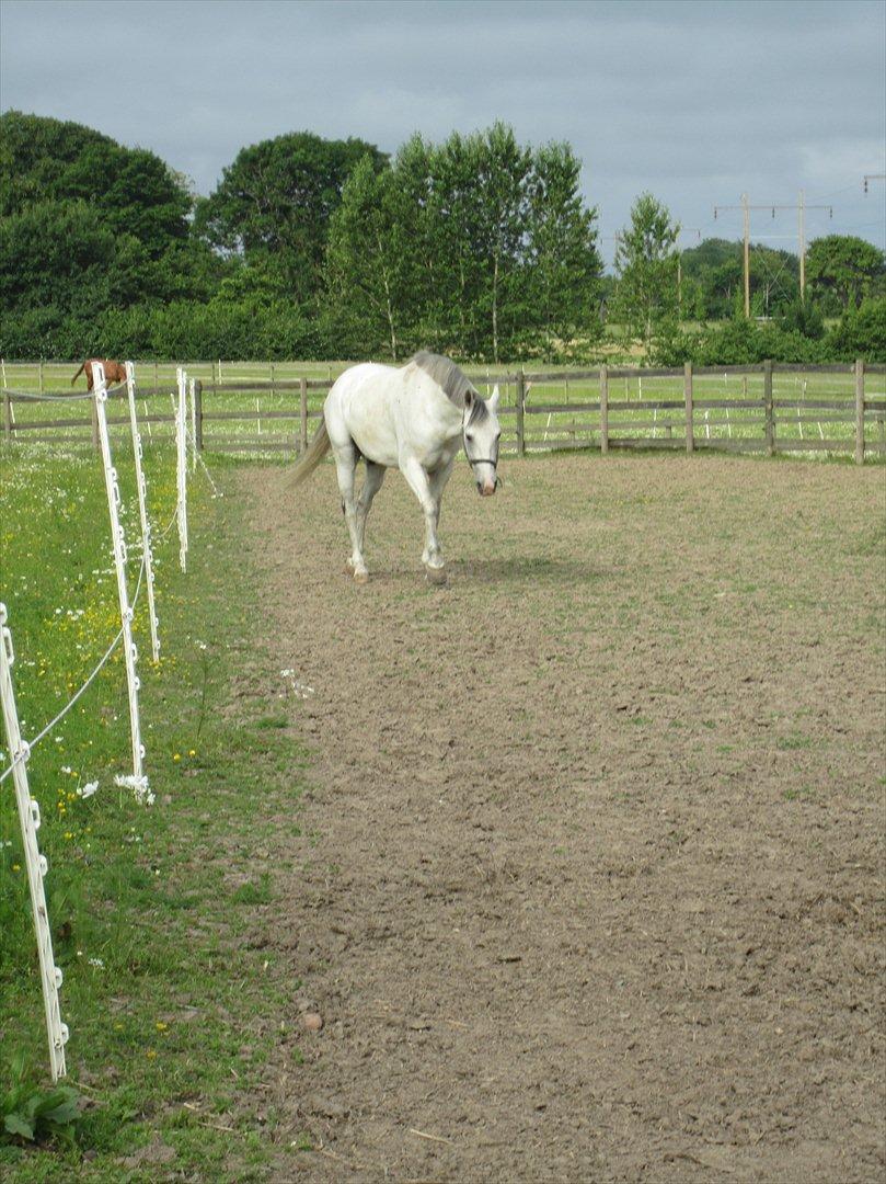 Ridelejr 2011 - Tina Lund billede 5