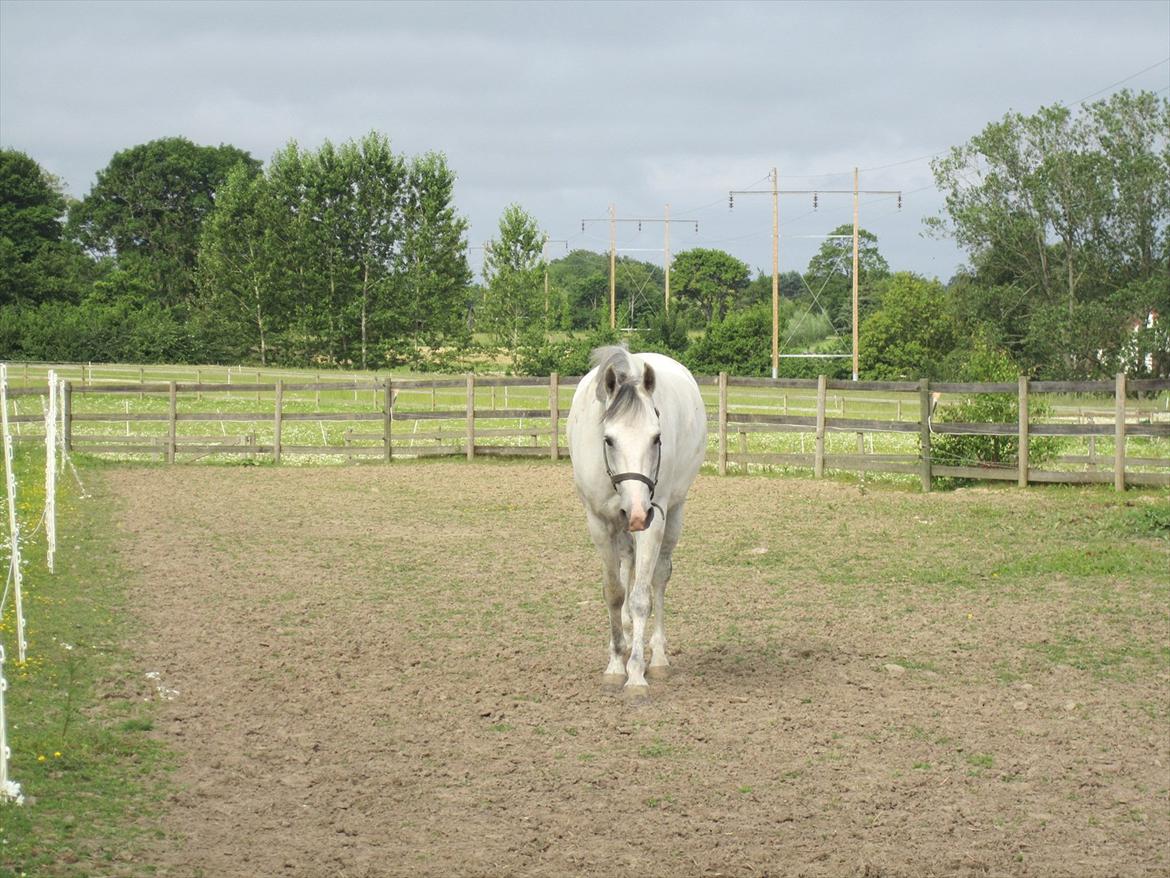 Ridelejr 2011 - Tina Lund billede 6