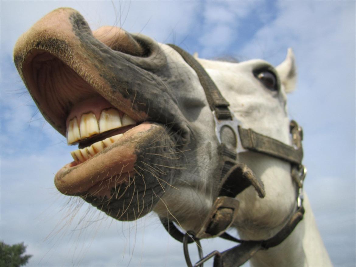 Ridelejr 2011 - Tina Lund - En glad morgensmiler ^^ <3 billede 7