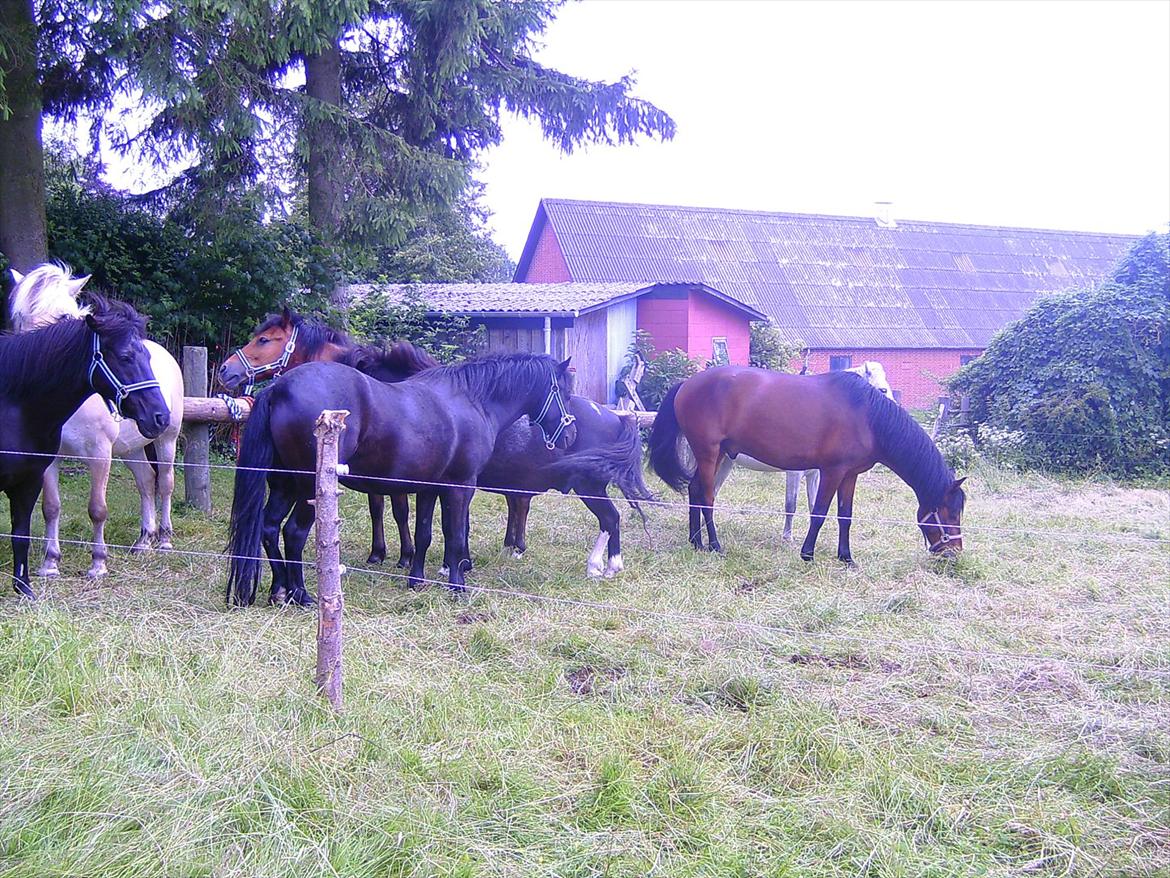 Ridelejre hos Mette Hald Ramussen billede 1