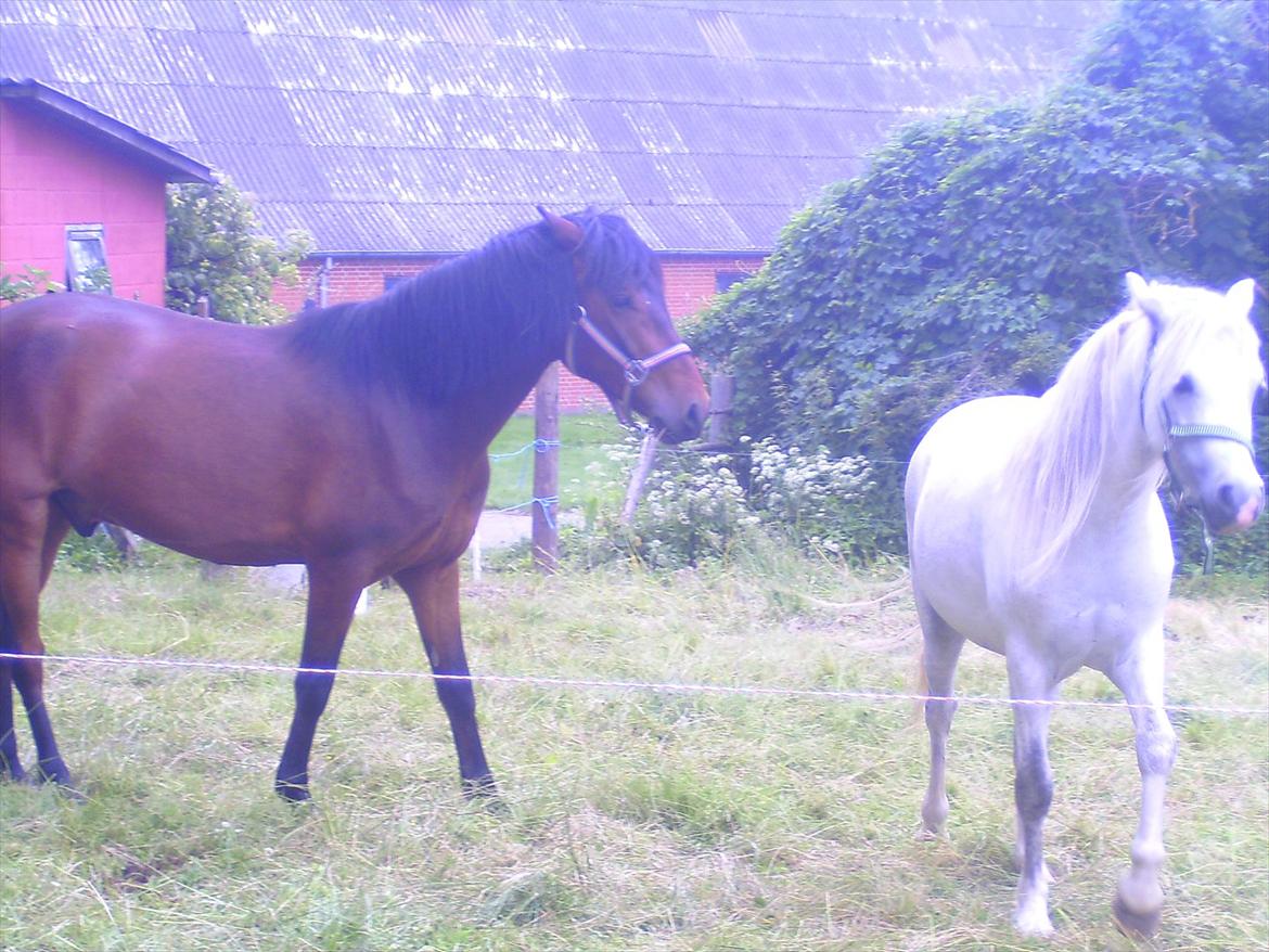 Ridelejre hos Mette Hald Ramussen billede 3