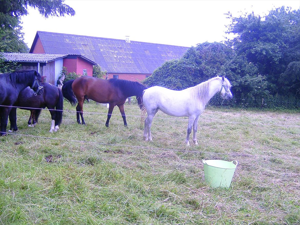 Ridelejre hos Mette Hald Ramussen billede 4