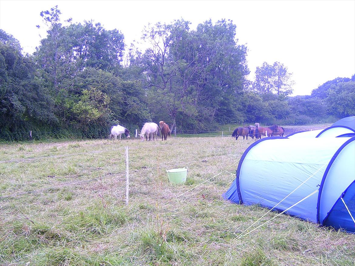 Ridelejre hos Mette Hald Ramussen billede 5