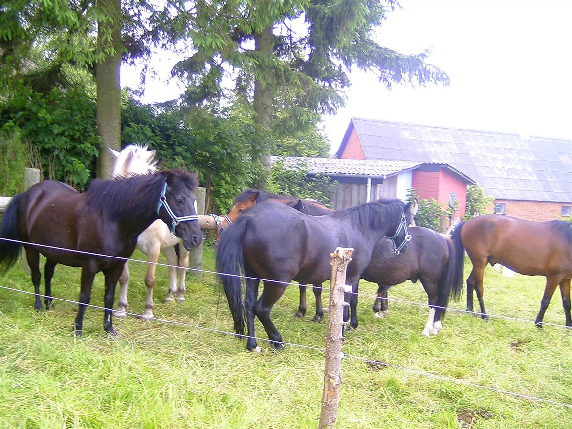 Ridelejre hos Mette Hald Ramussen billede 6