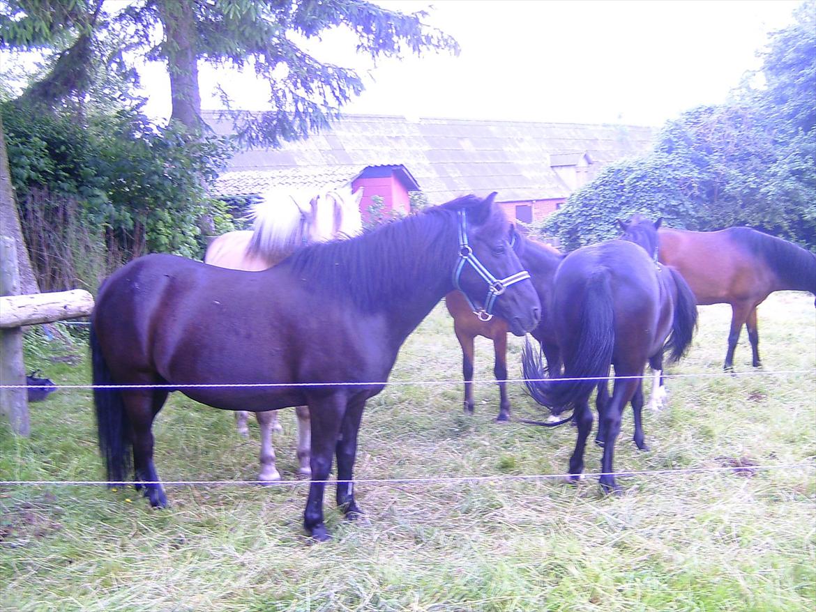 Ridelejre hos Mette Hald Ramussen billede 8