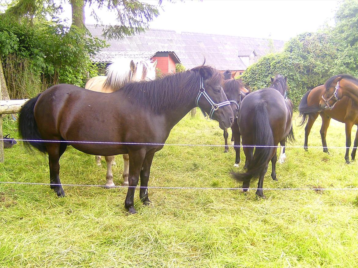 Ridelejre hos Mette Hald Ramussen billede 9