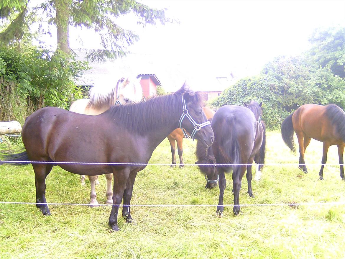 Ridelejre hos Mette Hald Ramussen billede 10