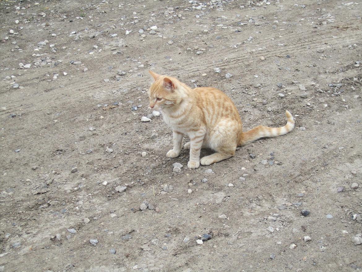 Ridelejr 2011 - Tina Lund - MISSER!! :D billede 17