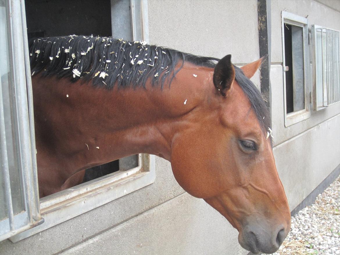 Ridelejr 2011 - Tina Lund - Spåne hest :D billede 18