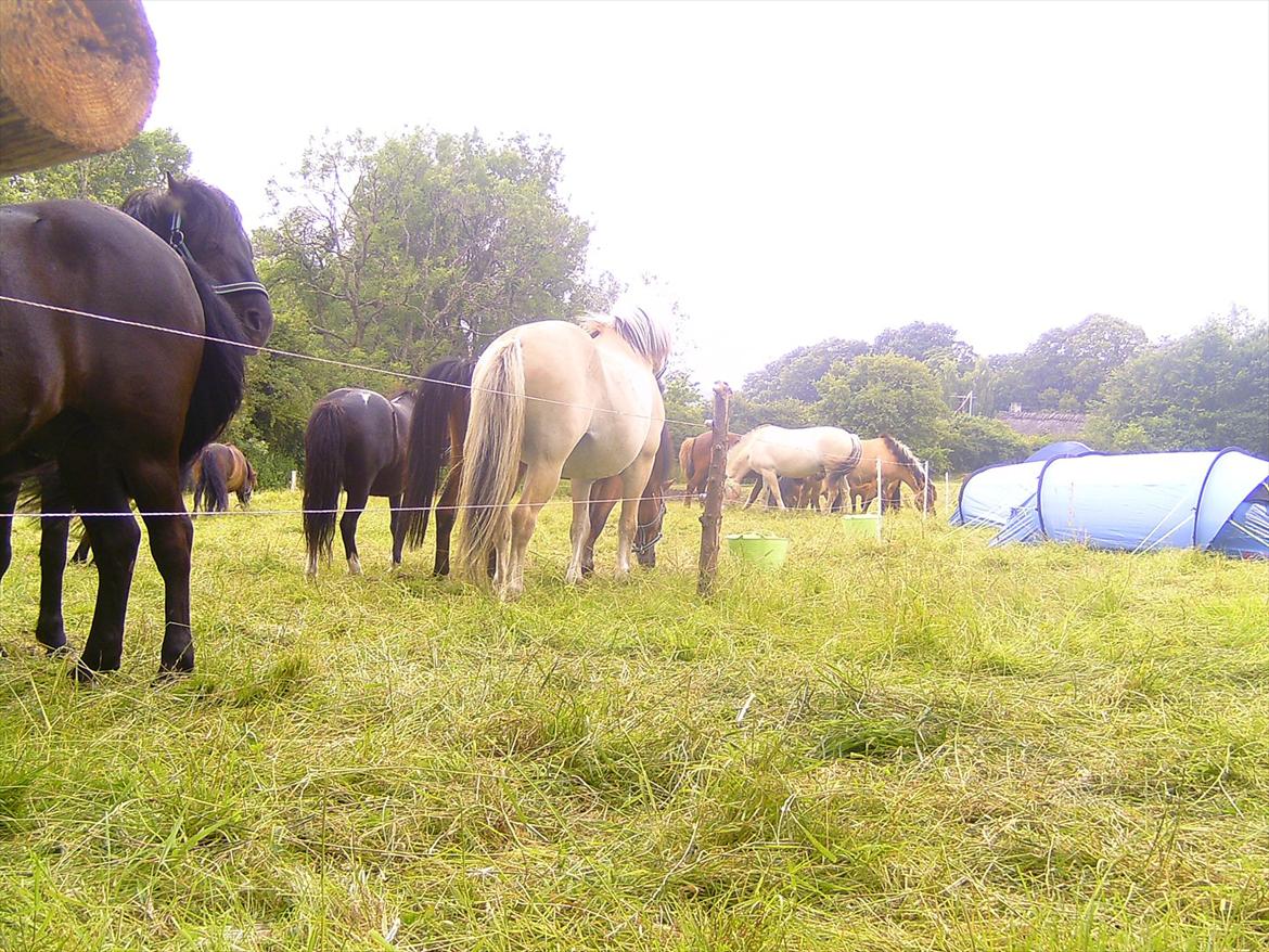 Ridelejre hos Mette Hald Ramussen billede 17