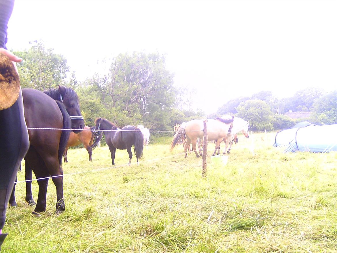 Ridelejre hos Mette Hald Ramussen billede 19