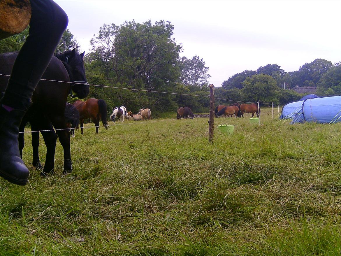 Ridelejre hos Mette Hald Ramussen billede 20