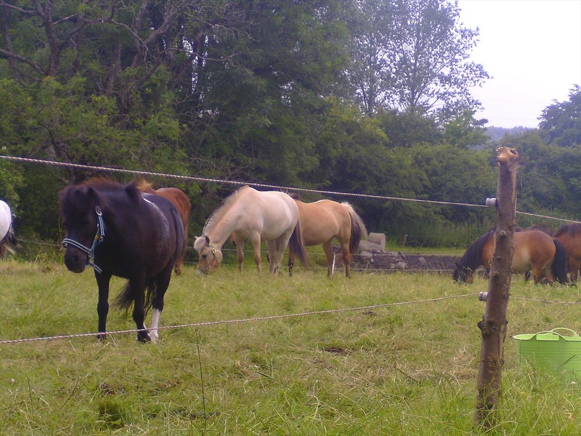 Ridelejre hos Mette Hald Ramussen billede 23