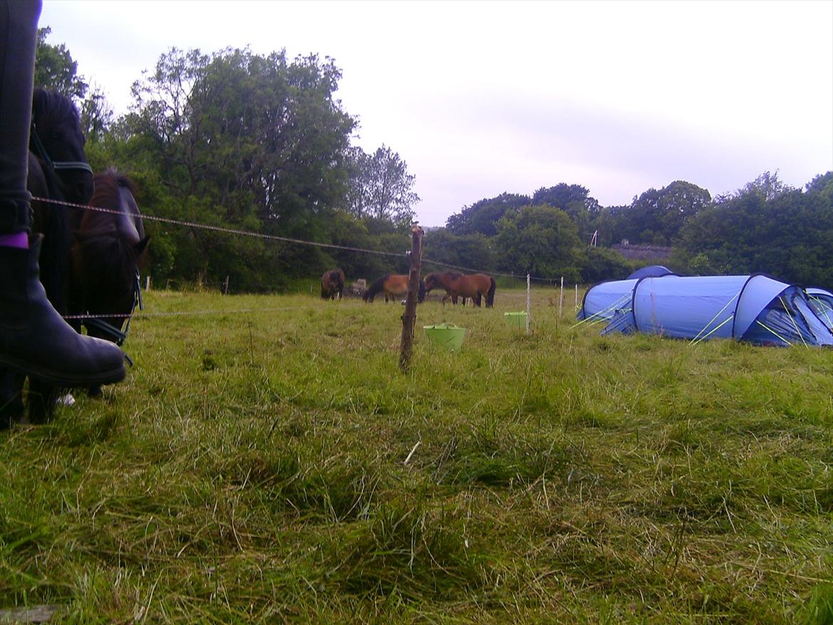 Ridelejre hos Mette Hald Ramussen billede 24