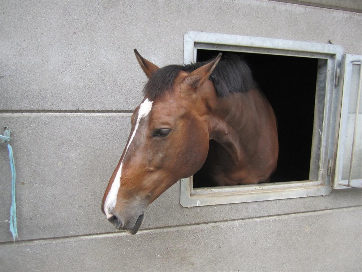 Ridelejr 2011 - Tina Lund billede 23