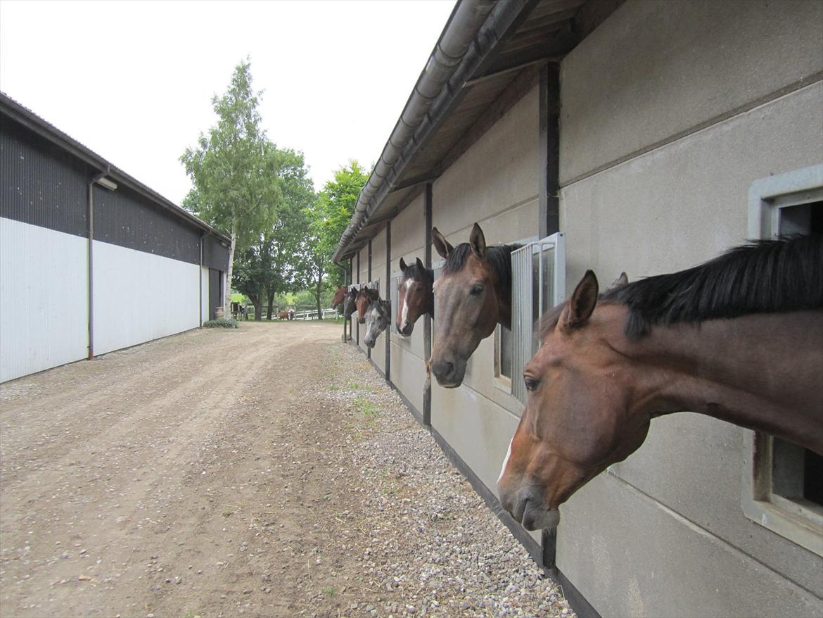 Ridelejr 2011 - Tina Lund billede 24