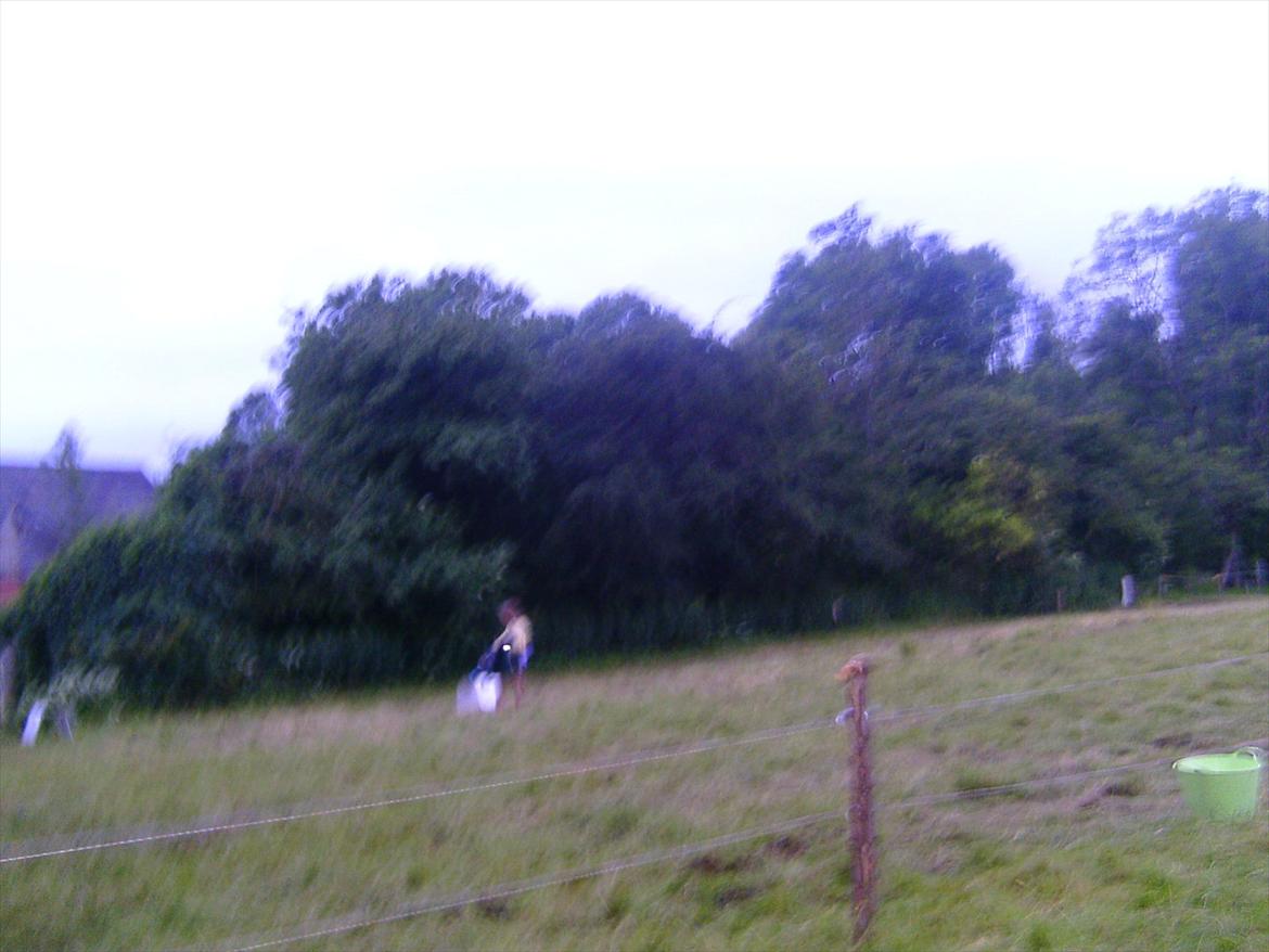 Ridelejre hos Mette Hald Ramussen billede 34