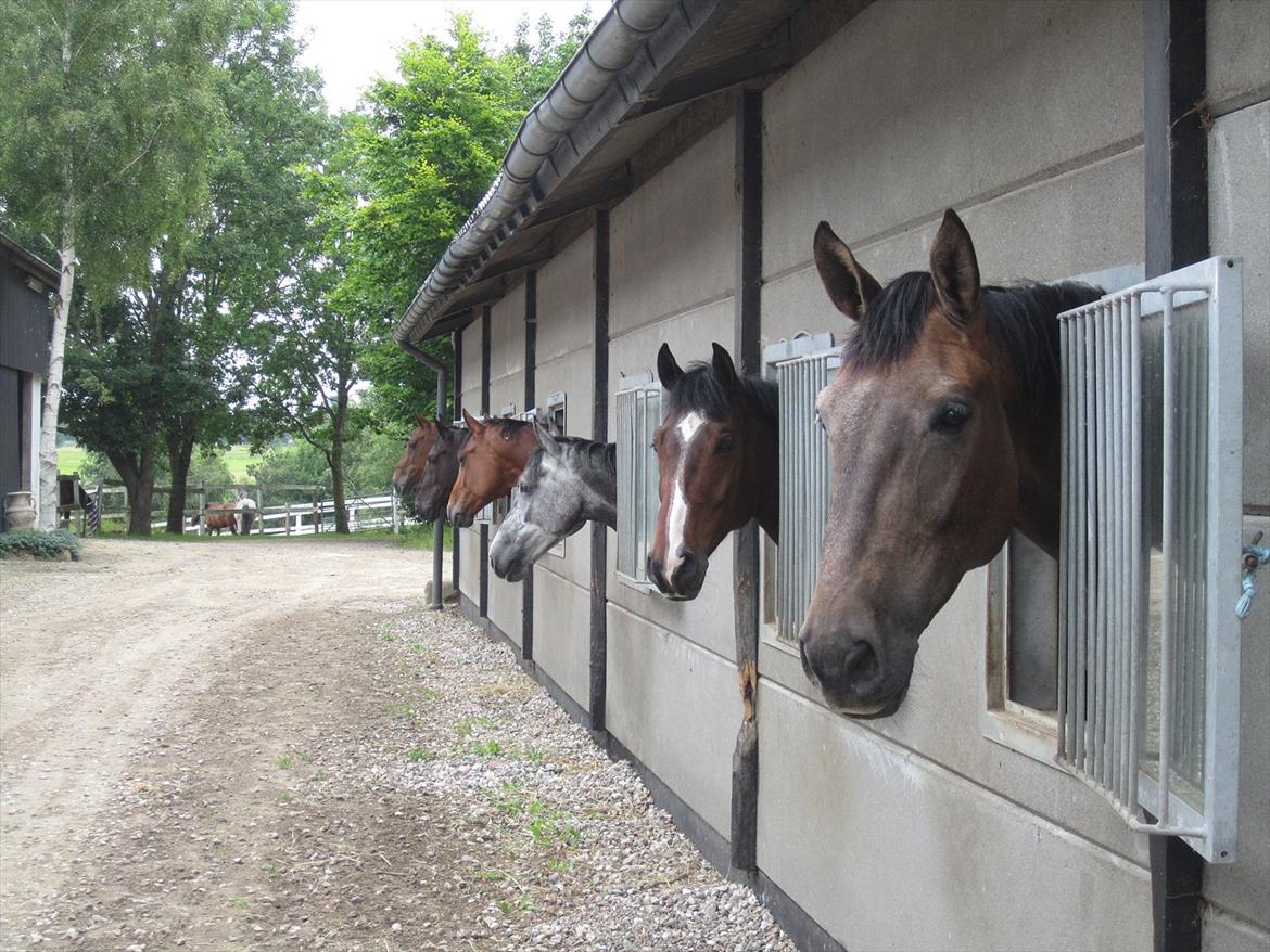 Ridelejr 2011 - Tina Lund billede 25