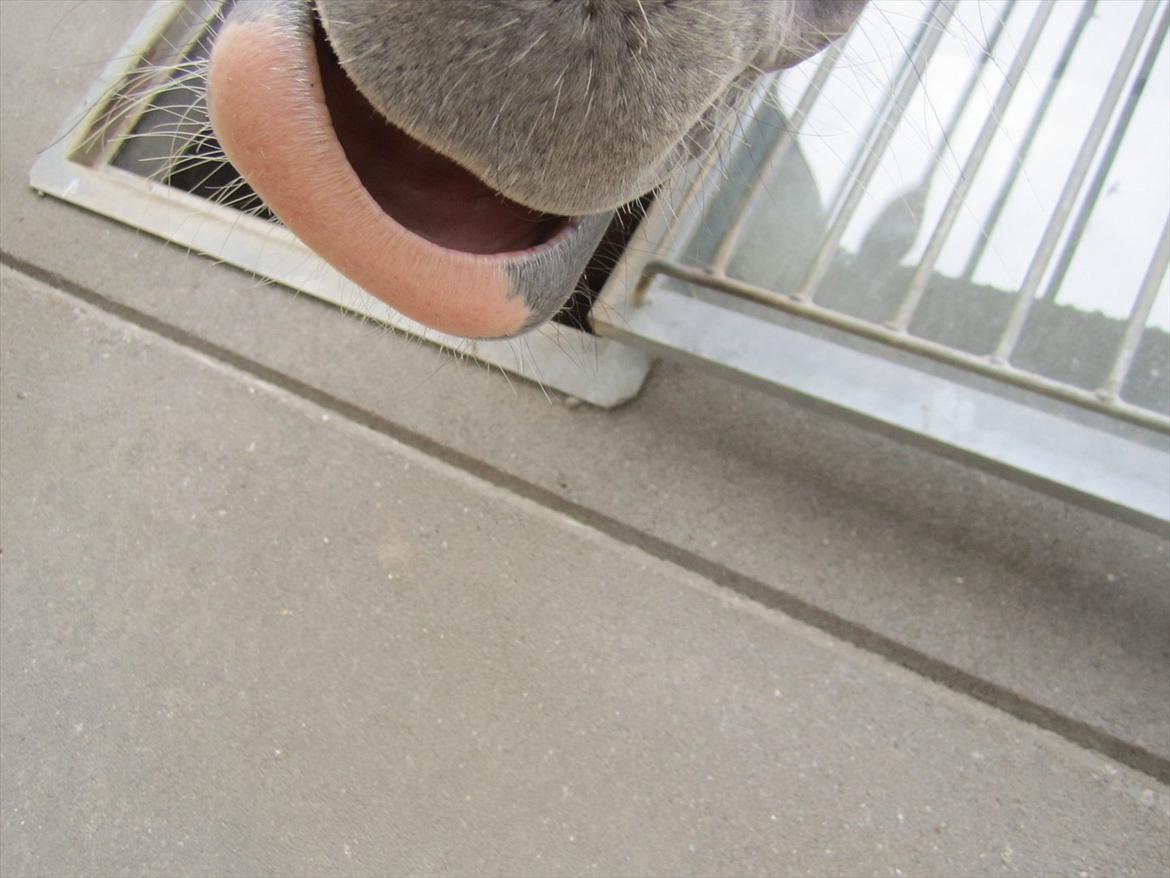 Ridelejr 2011 - Tina Lund - Hængemule ;) billede 27