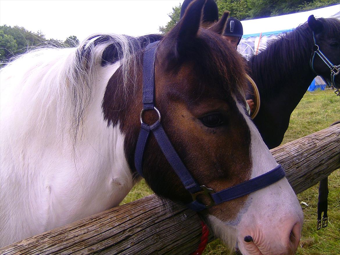 Ridelejre hos Mette Hald Ramussen billede 42