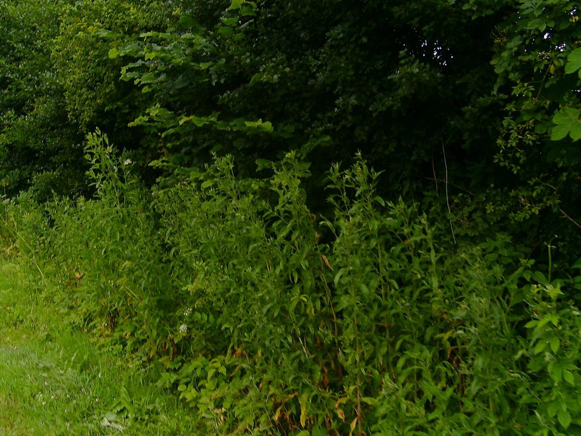 Ridelejre hos Mette Hald Ramussen billede 45