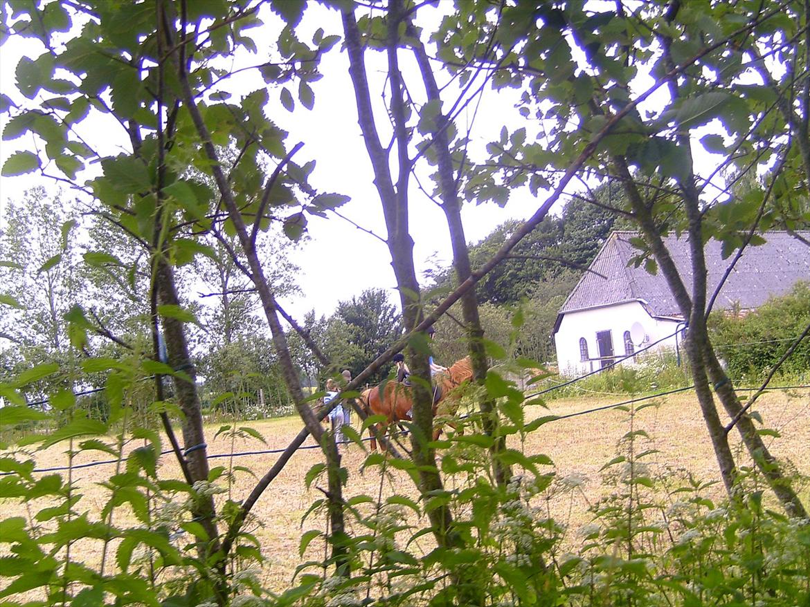 Ridelejre hos Mette Hald Ramussen billede 46