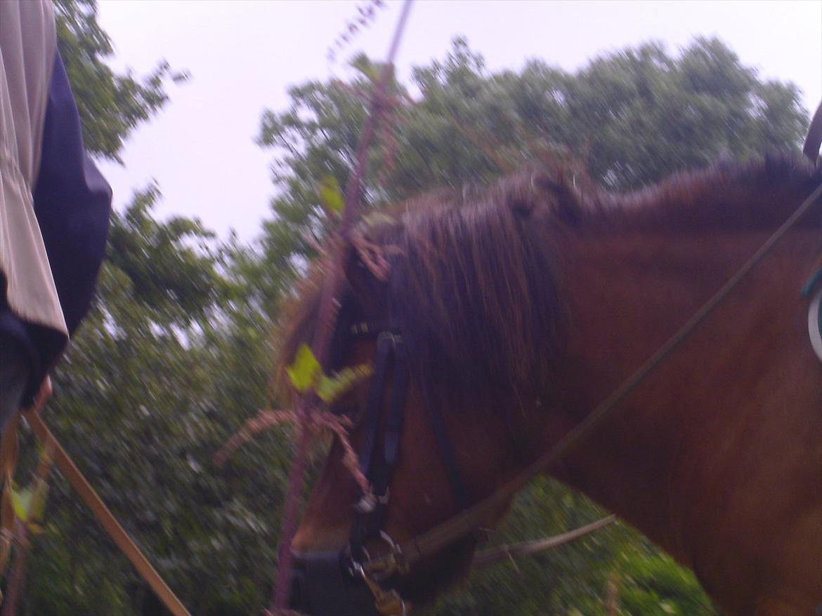 Ridelejre hos Mette Hald Ramussen billede 64