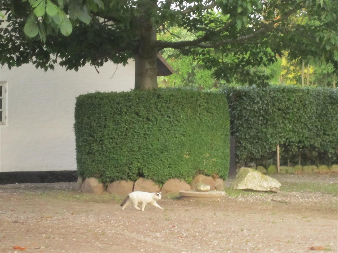 Ridelejr 2011 - Tina Lund billede 42