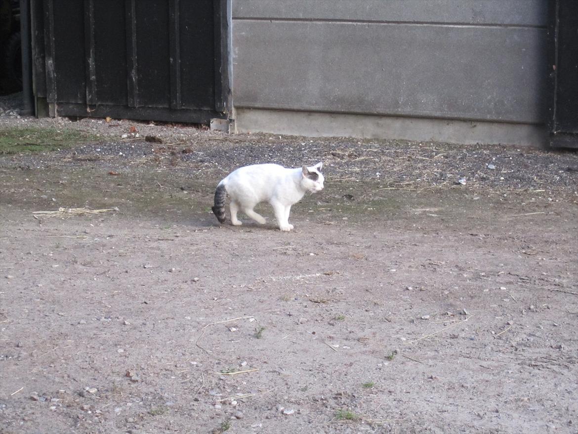 Ridelejr 2011 - Tina Lund billede 43