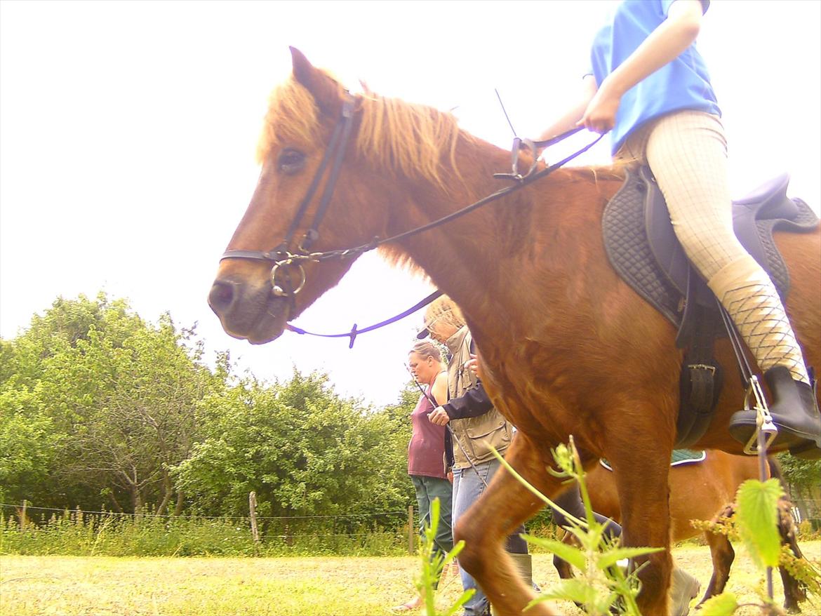 Ridelejre hos Mette Hald Ramussen billede 70