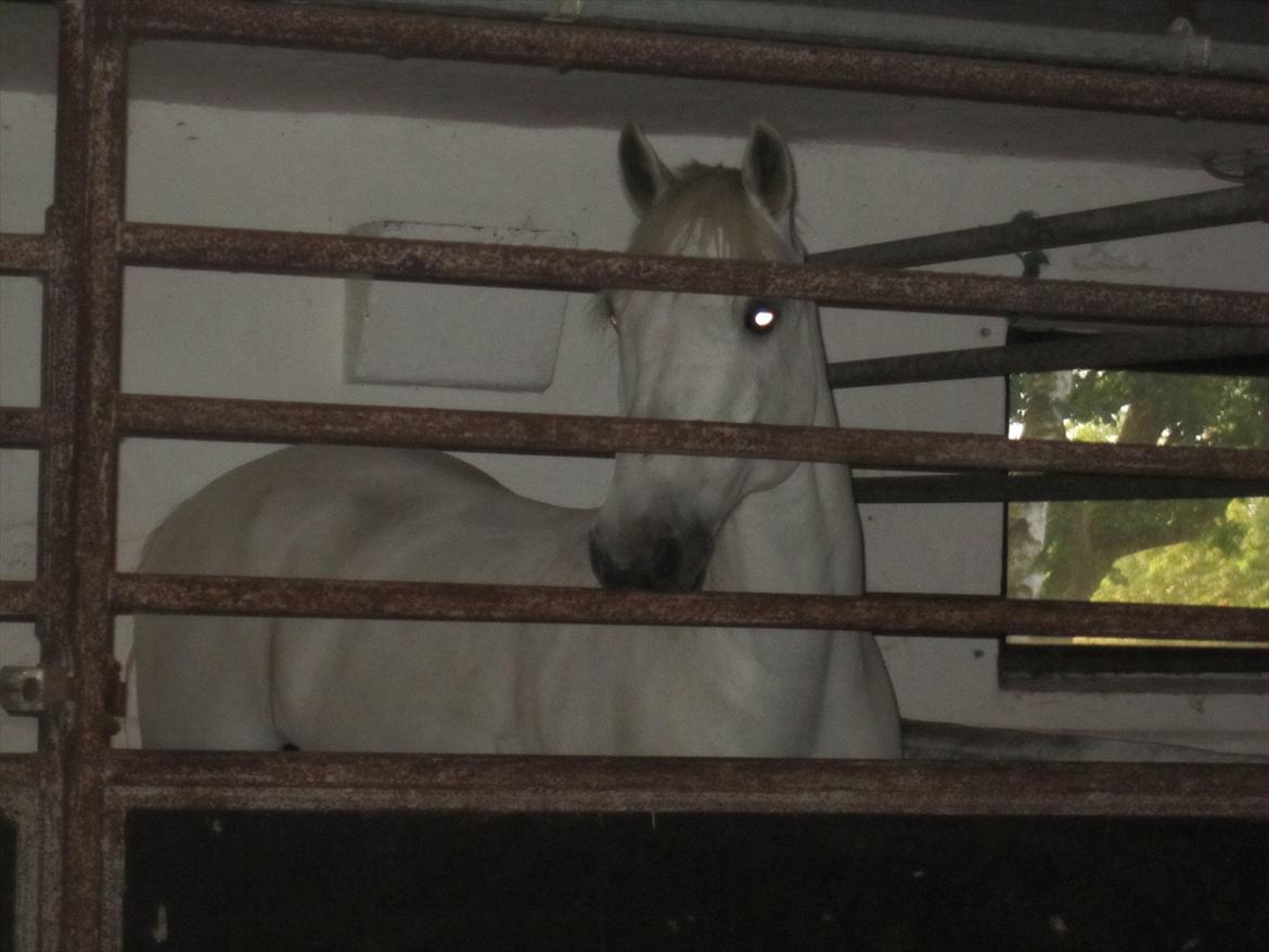 Ridelejr 2011 - Tina Lund - Katrines hest : Ready To Take Off billede 45