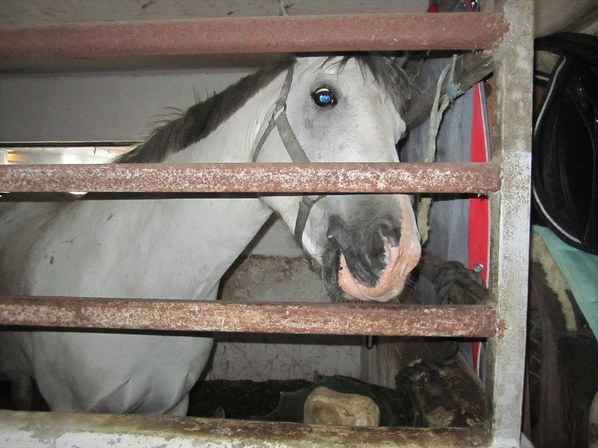 Ridelejr 2011 - Tina Lund - Min poniiii! : Highlight billede 46