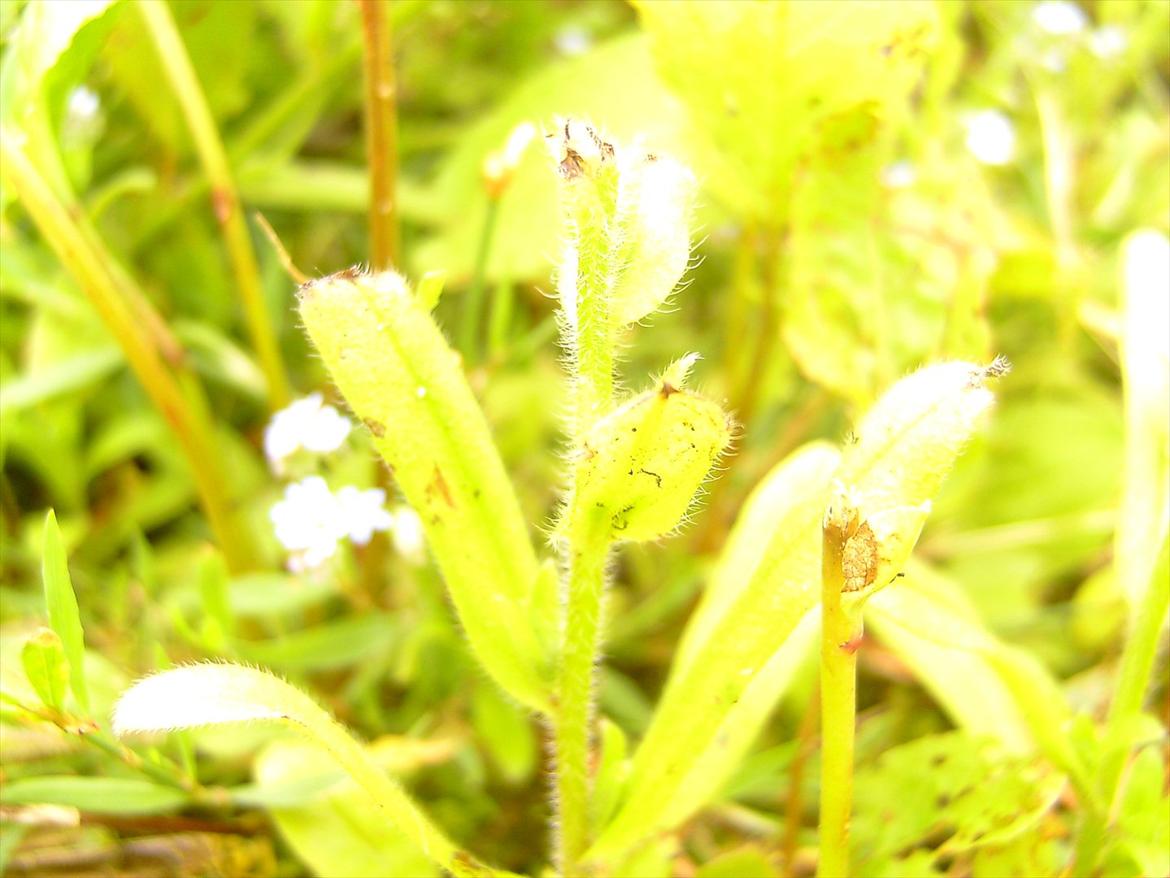 Ridelejre hos Mette Hald Ramussen billede 73