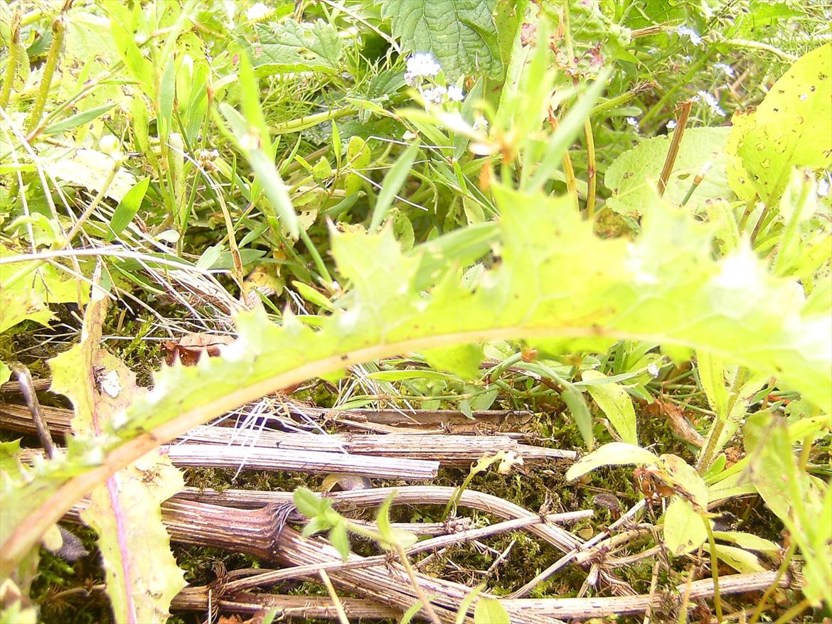 Ridelejre hos Mette Hald Ramussen billede 74