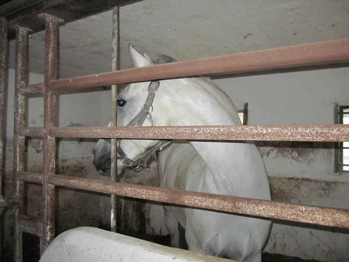 Ridelejr 2011 - Tina Lund billede 47