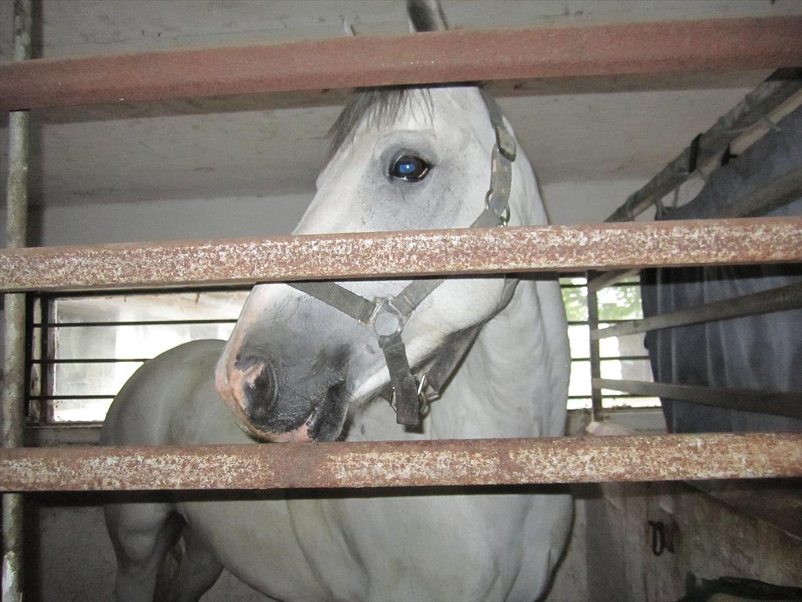 Ridelejr 2011 - Tina Lund billede 48