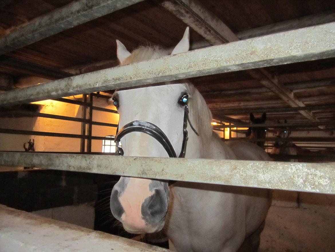 Ridelejr 2011 - Tina Lund billede 49