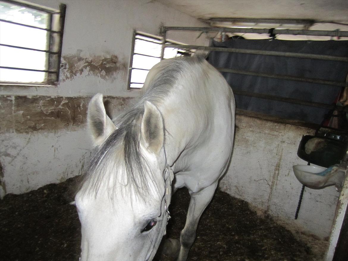 Ridelejr 2011 - Tina Lund billede 50