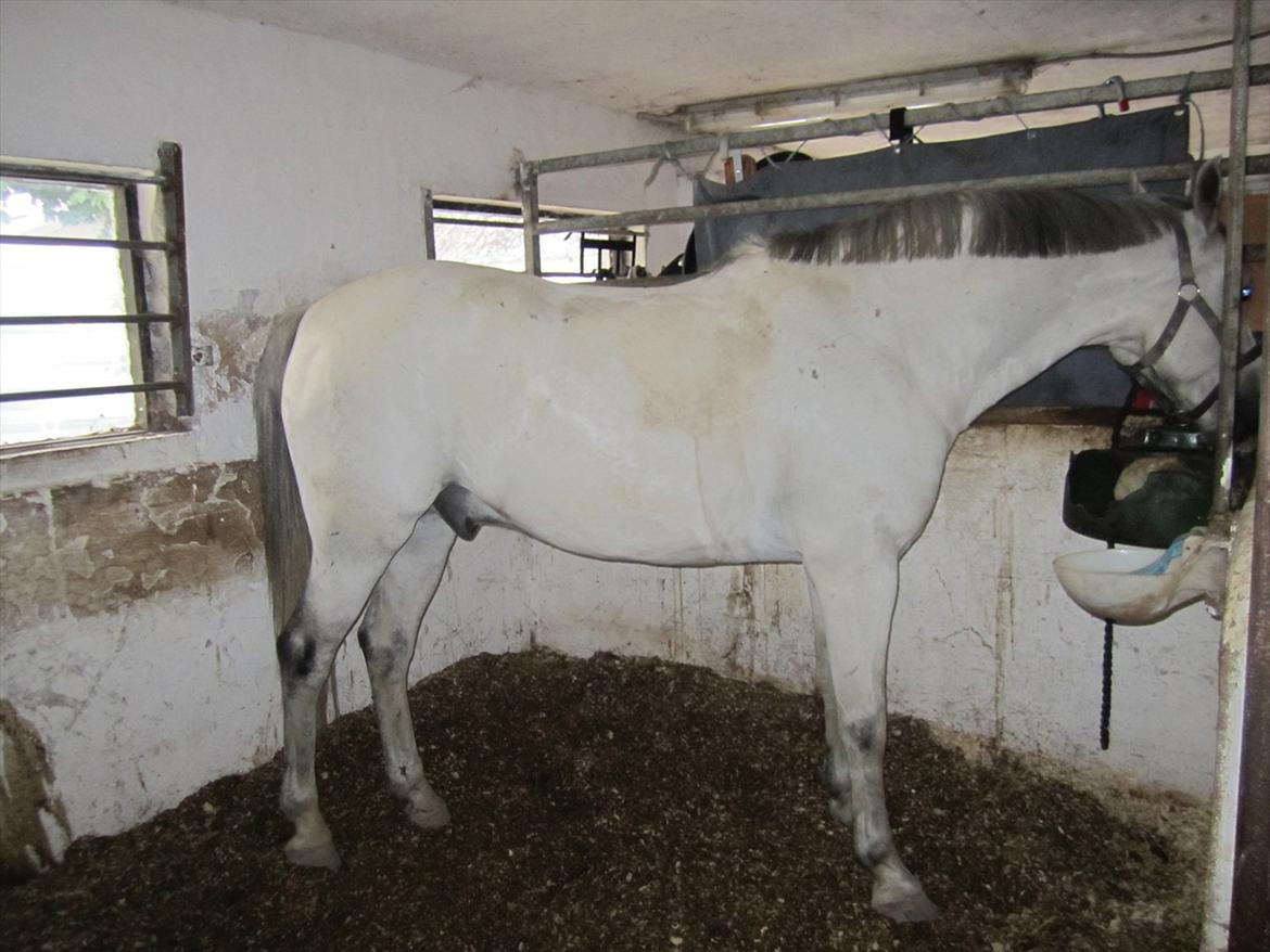 Ridelejr 2011 - Tina Lund billede 51