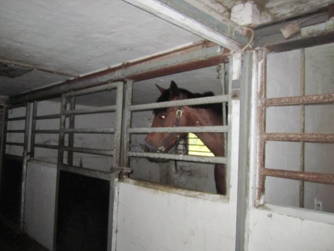 Ridelejr 2011 - Tina Lund - En af Tinas heste billede 52