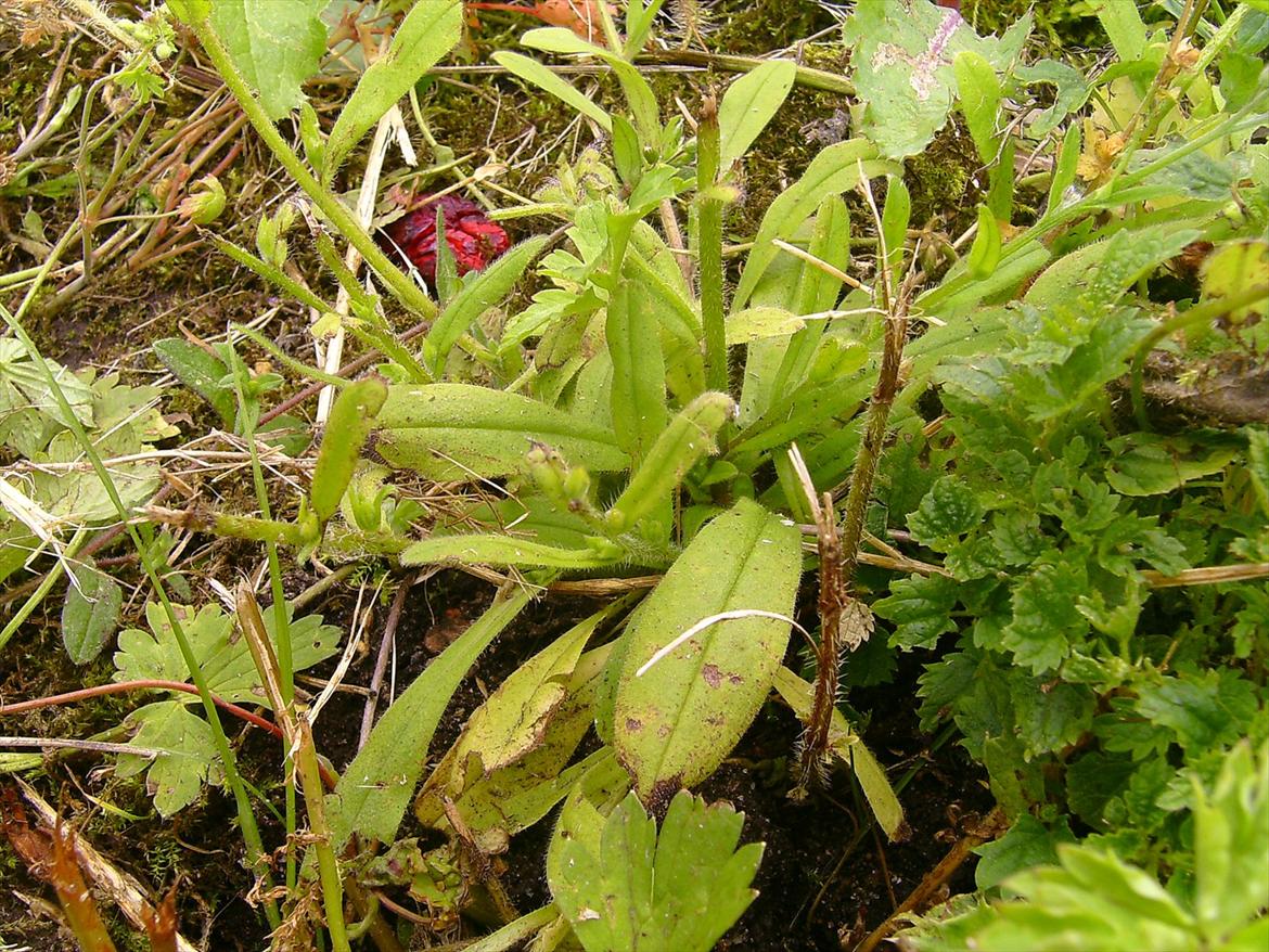 Ridelejre hos Mette Hald Ramussen billede 84