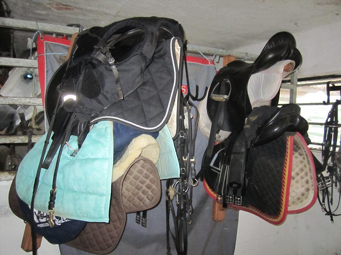 Ridelejr 2011 - Tina Lund - Vores sadler og rod ;b billede 53