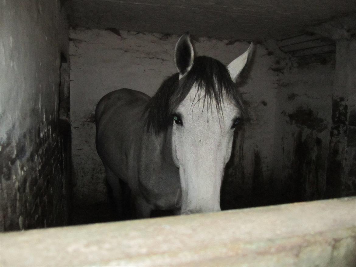 Ridelejr 2011 - Tina Lund - En af opstaldernes heste (tror jeg) ;) billede 54