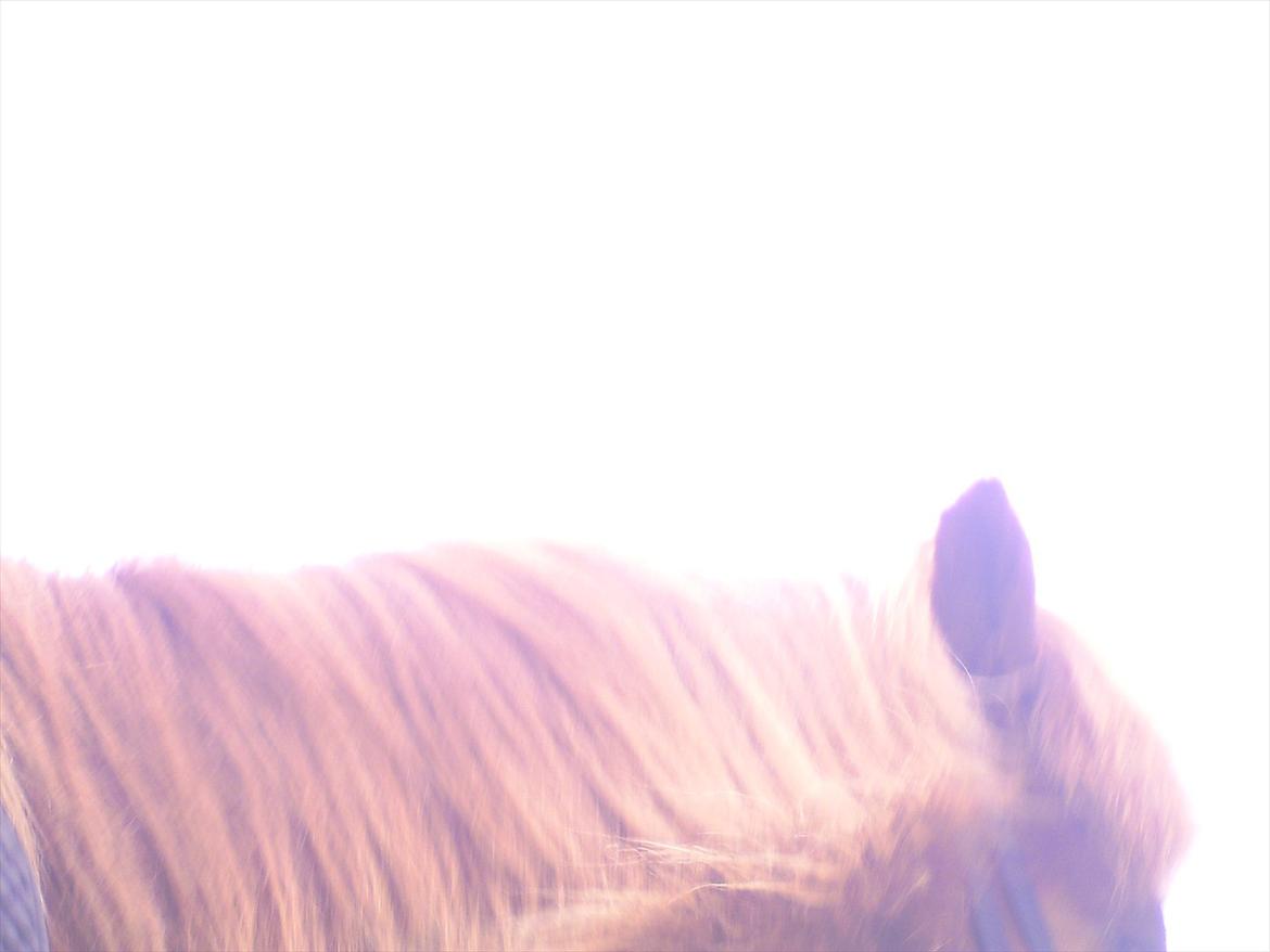 Ridelejre hos Mette Hald Ramussen billede 91