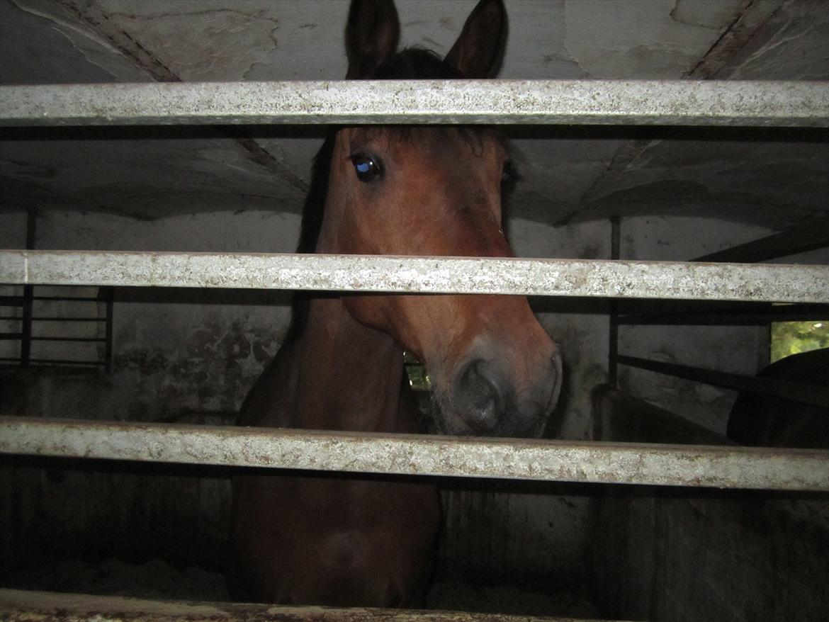 Ridelejr 2011 - Tina Lund - Opstalders hest (tror jeg...igen) ;) billede 55